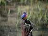 The Homestead at Kariega - Birdlife 